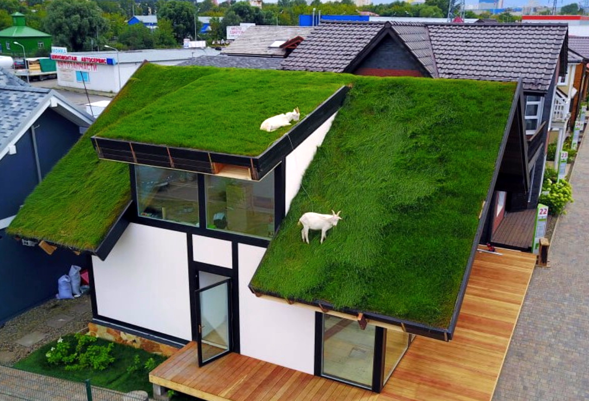 Эксплуатируемые зеленые крыши